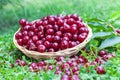 Sour cherries in basket Royalty Free Stock Photo
