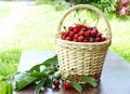 Sour cherries Royalty Free Stock Photo