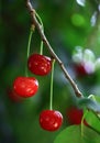 Sour cherries Royalty Free Stock Photo
