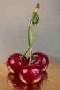 Sour cherries on white and gold Royalty Free Stock Photo