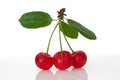 Sour cherry