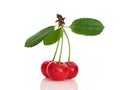 Sour cherry Royalty Free Stock Photo