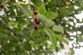 Sour cherry branch with ripe berries, close-up, selective focus Royalty Free Stock Photo