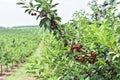 Sour cherry farm in an eastern European orchard Royalty Free Stock Photo