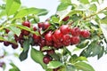 Sour cherry farm in an eastern European orchard Royalty Free Stock Photo