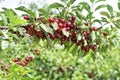 Sour cherry farm in an eastern European orchard Royalty Free Stock Photo