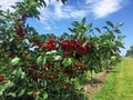 Sour cherry farm in an eastern European orchard