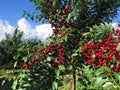 Sour cherry farm in an eastern European orchard Royalty Free Stock Photo