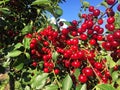 Sour cherry farm in an eastern European orchard