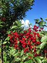 Sour cherry farm in an eastern European orchard Royalty Free Stock Photo