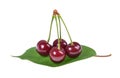 Sour cherry on a green leaf isolated Royalty Free Stock Photo