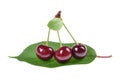 Sour cherry on a green leaf isolated Royalty Free Stock Photo