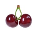 Sour cherry isolated on white Royalty Free Stock Photo