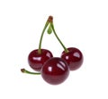 Sour cherry isolated on white Royalty Free Stock Photo