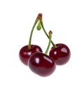 Sour cherry isolated on white Royalty Free Stock Photo