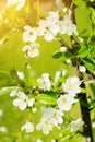 Sour cherry Prunus cerasus tree in blossom. White fresh cherry flowers blooming on a tree branch. Royalty Free Stock Photo