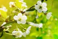 Sour cherry Prunus cerasus tree in blossom. White fresh cherry flowers blooming on a tree branch. Royalty Free Stock Photo