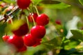 Sour Cherry. Ripe homegrown organic sour cherries background. Cherry tree.