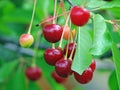 Sour cherry tree Royalty Free Stock Photo