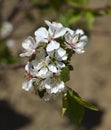 Sour cherry tree.