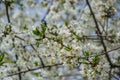 Sour cherry tree blossom, white tender flowers in spring on blue sky, selective focus, seasonal nature flora