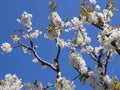 Sour cherry tree branches with flowers and clear blue sky Royalty Free Stock Photo