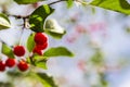 Sour Cherry Tree Closeup