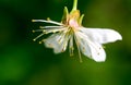 sour cherry tree flower Royalty Free Stock Photo