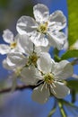 Sour cherry tree flowers in spring Royalty Free Stock Photo