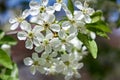Sour cherry tree flowers in spring Royalty Free Stock Photo
