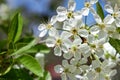 Sour cherry tree flowers in spring Royalty Free Stock Photo