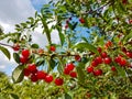 Sour Cherry Tree Royalty Free Stock Photo