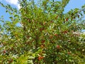 Sour Cherry Tree Royalty Free Stock Photo