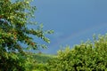 Sour cherry tree and generic vegetation. Rainbow after the rain Royalty Free Stock Photo