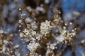 sour cherry tree in generous blossom  macro view of small white aromatic flowers and buds on thin twigs Royalty Free Stock Photo