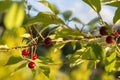 Sour cherry on a tree in the orchard Royalty Free Stock Photo