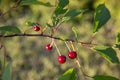 Sour cherry on a tree in the orchard Royalty Free Stock Photo