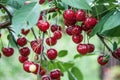 Sour cherry tree