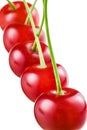 Sour cherry on white background. Fruit macro