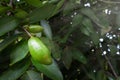 Sour Fruit, Garcinia Schomburgkiana Pierre,
