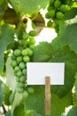 Sour grapes Royalty Free Stock Photo