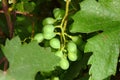 Sour grapes, raw grapes, not yet ripe Royalty Free Stock Photo