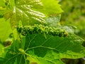 Sour grapes and vine Royalty Free Stock Photo