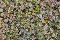 Sour hare cabbage autumn carpet of leaves raindrops. brown green Royalty Free Stock Photo