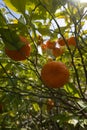 Sour Orange - bigarade orange tree in the detail Royalty Free Stock Photo