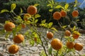 Sour Orange - bigarade orange tree in the detail Royalty Free Stock Photo