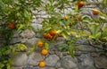 Sour Orange - bigarade orange tree in the detail Royalty Free Stock Photo