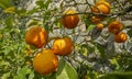 Sour Orange - bigarade orange tree in the detail Royalty Free Stock Photo