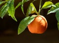 Hanging Orange