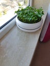 Sour orange (bitter orange) shoots in a white pot placed on windowsill in apartment to receive light